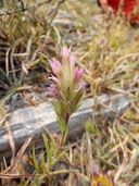 Castilleja lassenensis