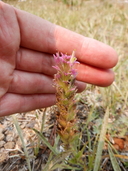 Castilleja lassenensis