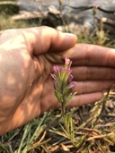 Castilleja lassenensis