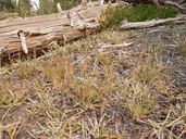 Castilleja lassenensis