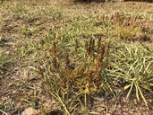 Castilleja lassenensis