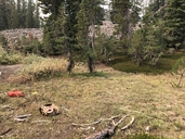 Castilleja lassenensis
