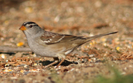 White-crowned Sparrow