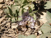 Hydrophyllum alpestre
