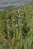 Carduus pycnocephalus ssp. pycnocephalus