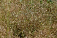 Crepis vescicaria