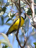 Golden Whistler