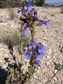 Penstemon pachyphyllus