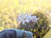 Triteleia lilacina