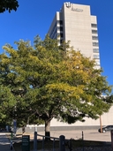 Gleditsia triacanthos