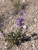 Penstemon pachyphyllus