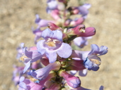 Penstemon pachyphyllus