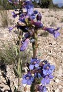 Penstemon pachyphyllus