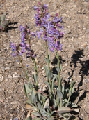 Penstemon pachyphyllus