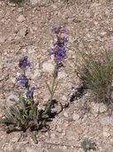 Penstemon pachyphyllus