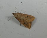 Udea ferrugalis