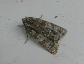 Acronicta rumicis