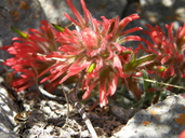 Castilleja scabrida var. barneby
