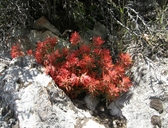 Castilleja scabrida var. barneby