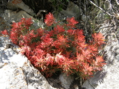 Castilleja scabrida var. barneby