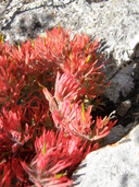 Castilleja scabrida var. barneby