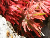 Castilleja scabrida var. barneby