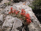 Castilleja scabrida var. barneby