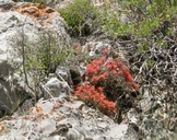 Castilleja scabrida var. barneby