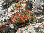 Castilleja scabrida var. barneby