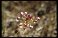 Allium munzii