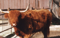 Bos taurus