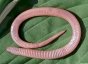 Eastern Worm Snake (ventral View)