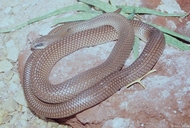 Rufous-beaked Snake