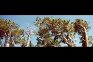 Rocky Mountain Bristlecone Pine