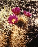 Howe's Hedgehog Cactus