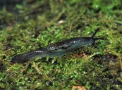 Mabled Jumping-slug