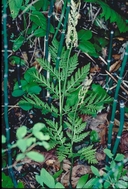 Botrypus virginianus
