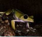 Agalychnis spurrelli