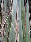 Pacific Reedgrass