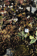 Draba verna var. aestivalis