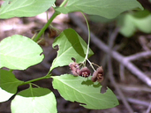 Euonymus occidentalis var. parishii