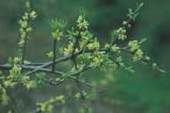 Forestiera pubescens