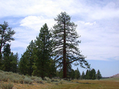 Pinus jeffreyi