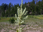 Veratrum californicum var. californicum