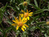 Arnica longifolia