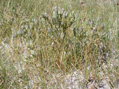 Cordylanthus maritimus ssp. canescens