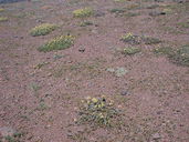 Sulphur-flower Buckwheat