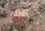 Heuchera parvifolia var. utahensis