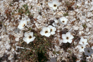 Leptosiphon chrysanthus ssp. decorus