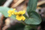 Canary Violet